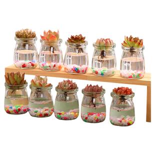 水培多肉植物室内小盆栽套餐阳台红宝石绿植花卉玉露好养