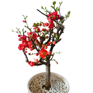 海棠花盆栽树苗盆景重瓣老桩庭院绿植物室内四季花卉开花好养