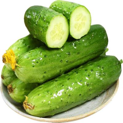 山东农家当季包邮旱黄瓜