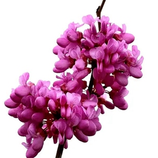 紫荆花树苗别墅名贵紫金花苗庭院丛生紫荆绿化植物四季风景树盆栽