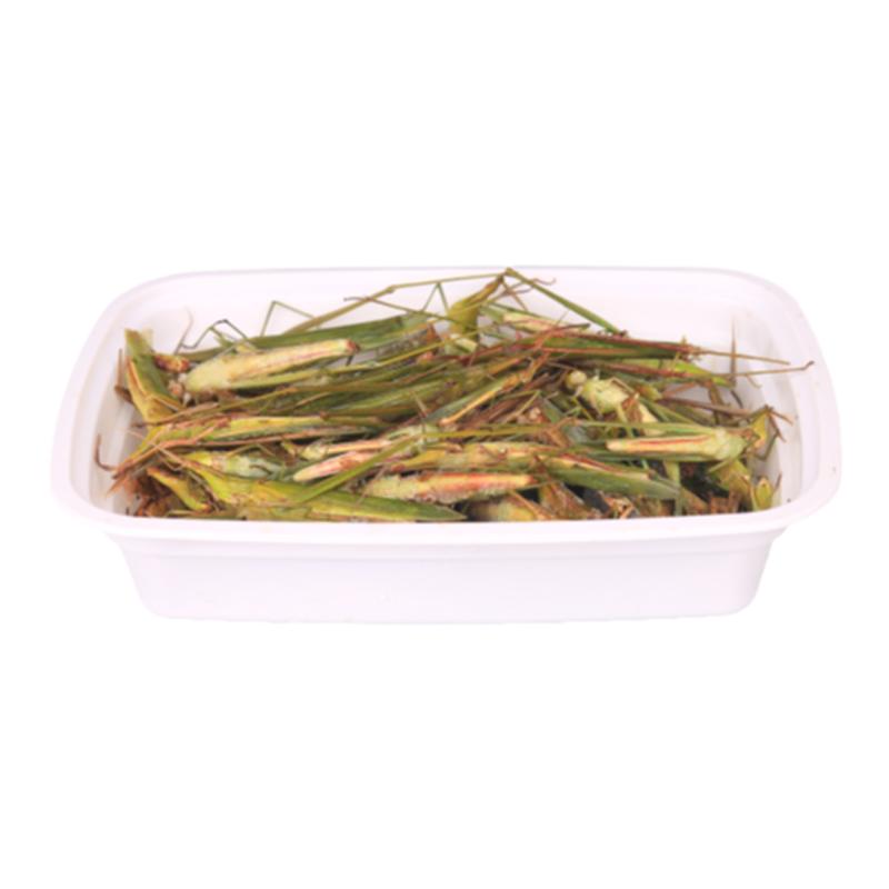 中华剑角蝗鲜活速冻蚱蜢双美角双马角飞蝗虫少蚂蚱烧烤油炸批发
