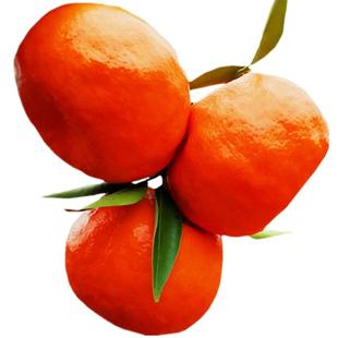 四川红橘大红袍万州古红桔川陈皮原料烤薄皮红柑子新鲜水果10斤