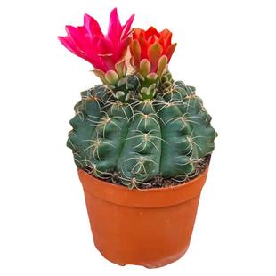 绯花玉仙人球鸾凤玉小盆栽桌面绿植多肉植物玉翁室内防辐射好解压