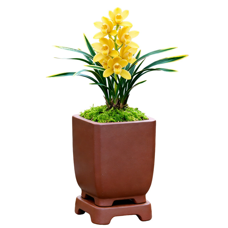 兰花矮种盆栽植物名贵品种兰草花花卉神童冠金边兰花苗带花苞盆景