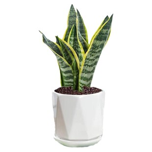 金边虎皮兰盆栽花卉多肉水培植物绿植室内办公室四季常青虎尾兰