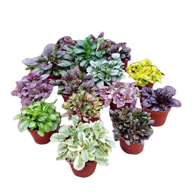 多花筋骨草花苗 金叶 斑叶  蓝花 粉花等  耐寒耐热【鲁虹园艺】