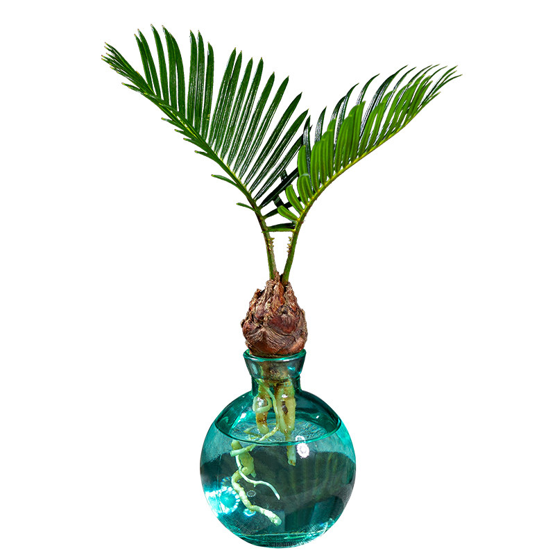 轻奢水培植物铁树小盆栽办公室桌面茶几一帆风顺摆件情绪解压绿植