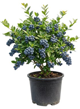 带果蓝莓树果苗花香蓝梅四季结果