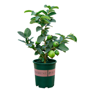 芭乐番石榴树果苗盆栽带果室内阳台室外四季结果植物花卉绿植白心