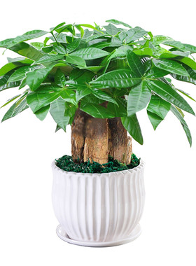 发财树盆栽易活植物室内客