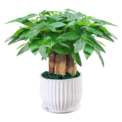 发财树盆栽易活植物室内客