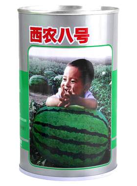 8号西瓜种子孑苗早熟南方春季
