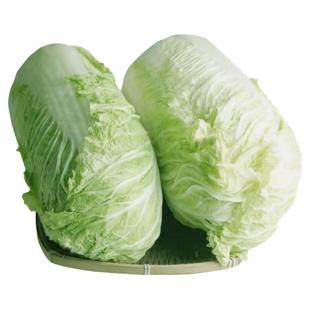 东北农家新鲜霜打大白菜包心菜腌酸菜辣白菜产地现摘现发散装包邮
