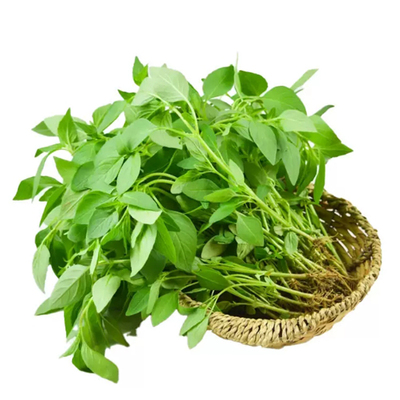 河南大叶荆芥种子苗孑小青菜