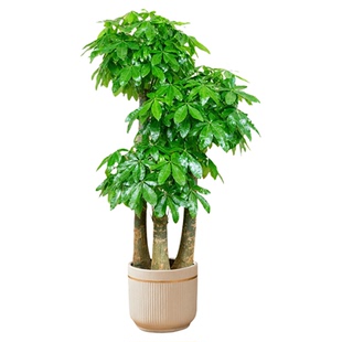 步步高三杆发财树大型室内绿植盆栽旺宅乔迁办公室好养高级感植物