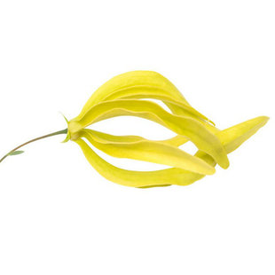 夏季观花木本矮种依兰香花卉盆栽也叶假鹰爪一串珠鸡爪凤花多花香