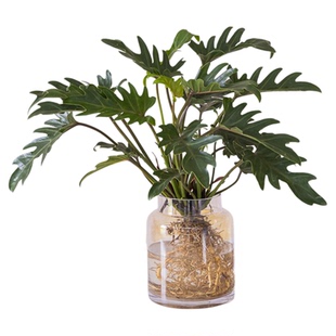 小天使绿植水培植物室内群生植物水养绿植蔓绿绒四季室内桌面