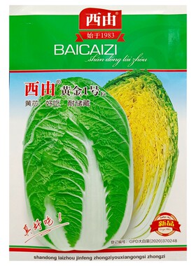 西由黄金1号大白菜种子黄心型
