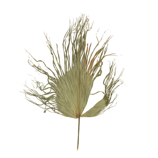 蒲扇叶棕榈叶天然干花森系自然干树叶葵扇叶墙面背景布置装饰大叶