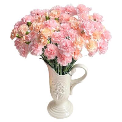 【现摘现发】康乃馨鲜花云南直发