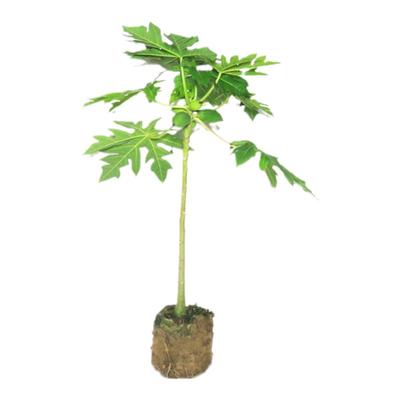 木瓜苗树冰糖牛奶红肉木瓜大青水果牛奶红妃木瓜苗四季种当年结果