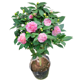 永福花乡 茶花盆栽山茶花 香妃 山茶花树 大树苗茶花树苗庭院室外