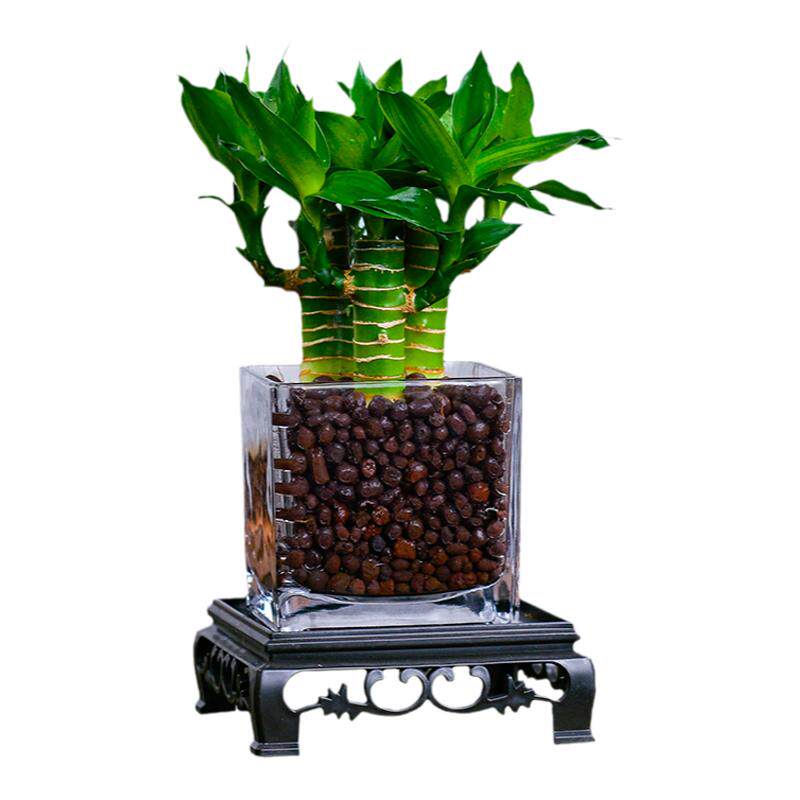 富贵竹水培植物水养文昌竹粗杆发财带根步步高升转运竹子花卉盆栽