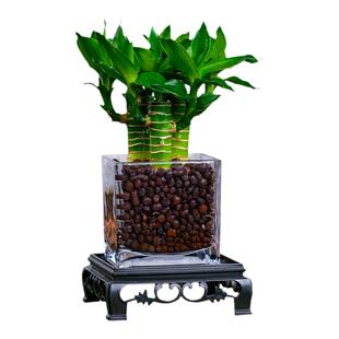 富贵竹水培植物水养文昌竹粗杆发财带根步步高升转运竹子花卉盆栽