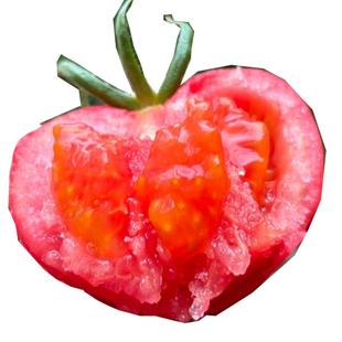 陕西泾阳普罗旺斯孕妇水果当季沙瓤西红柿自然熟新鲜生吃番茄蔬菜