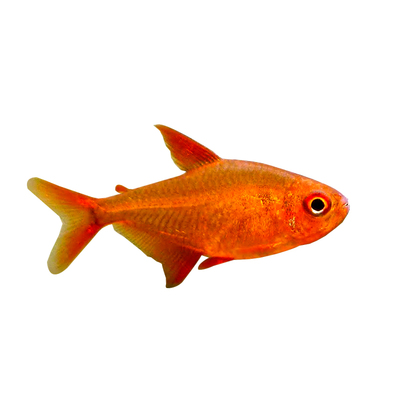 甜心柠檬灯鱼南美进口