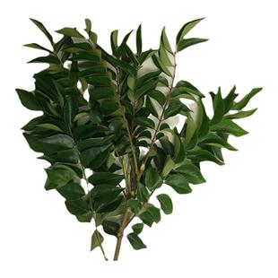 干咖喱叶精选纯叶CURRYLEAVES印度咖喱叶MASALA香辛料调料九里香