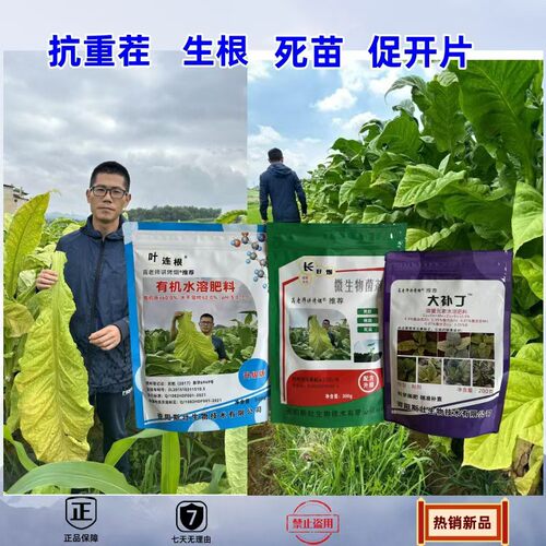 【高老师讲烤烟】叶连根长好烟大布丁 抗重茬防病增产三件套 死烟