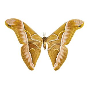 真蛾子原蛾樗蚕蛾未展翅原蛾标本制作diy手工材料A1/A-品质