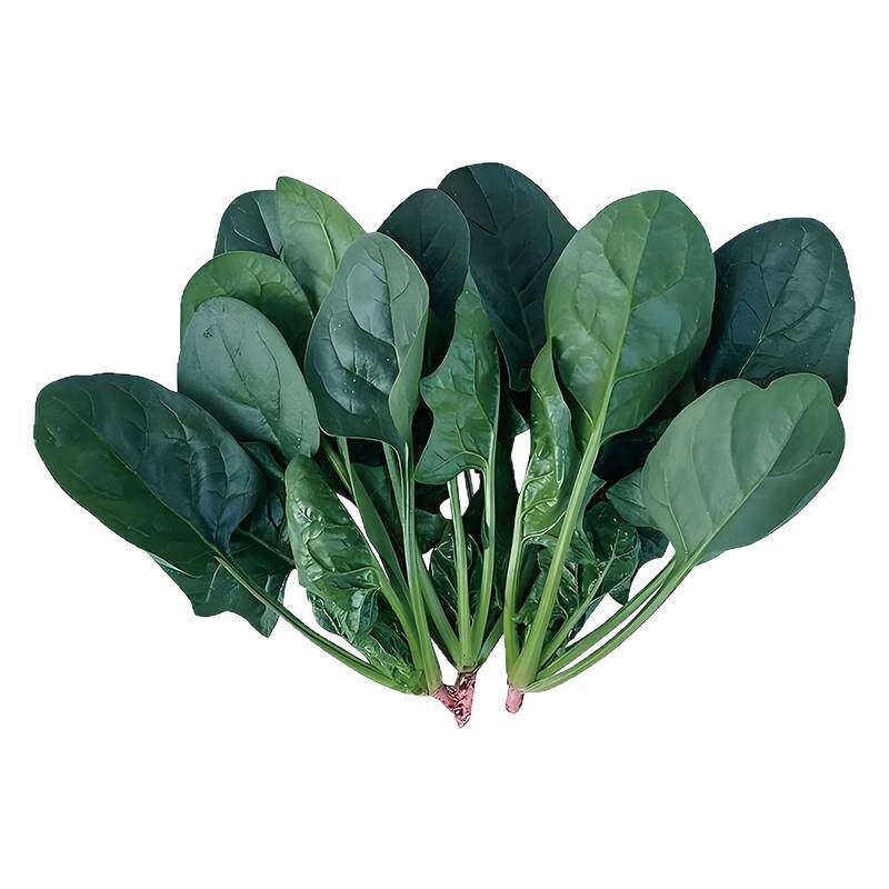 方震菠菜种子四季菠菜种籽阳台盆栽蔬菜种孑农家菜园易种菠菜籽种