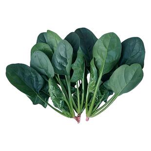 方震菠菜种子四季菠菜种籽阳台盆栽蔬菜种孑农家菜园易种菠菜籽种