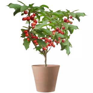 车厘子树苗矮化樱桃树苗南北方种植盆栽庭院果树黑珍珠大樱桃果苗