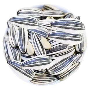 食用向日葵种孑高产大粒葵花种籽矮大头油葵种子春四季阳台蔬菜