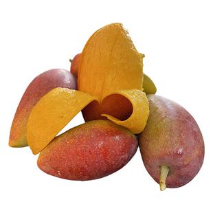 树上自然熟贵妃芒果海南三亚新鲜水果顺丰果园现摘现发海南红金龙