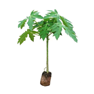 桃金娘苗乌捻子山捻子树苗观赏老桩庭院盆栽四季南方当年结果常绿