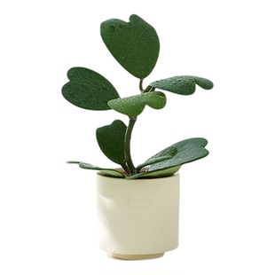 心叶球兰多肉植物办公室内桌面绿植盆栽小摆件新手好养净化空气