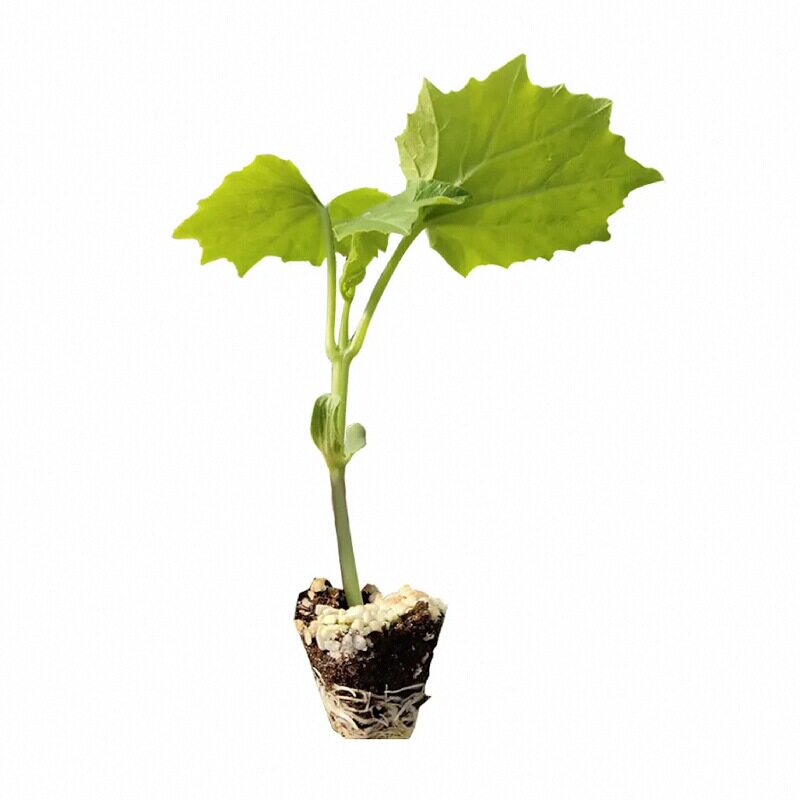 寿光正宗苹果苦瓜种子苹果水果珍珠特大白玉苦瓜苗秧带土球蔬菜苗