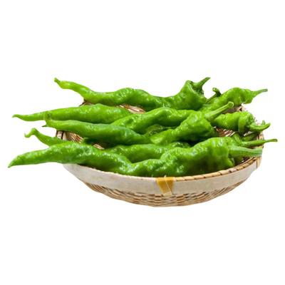 新鲜绿色螺丝椒青色香辣可口
