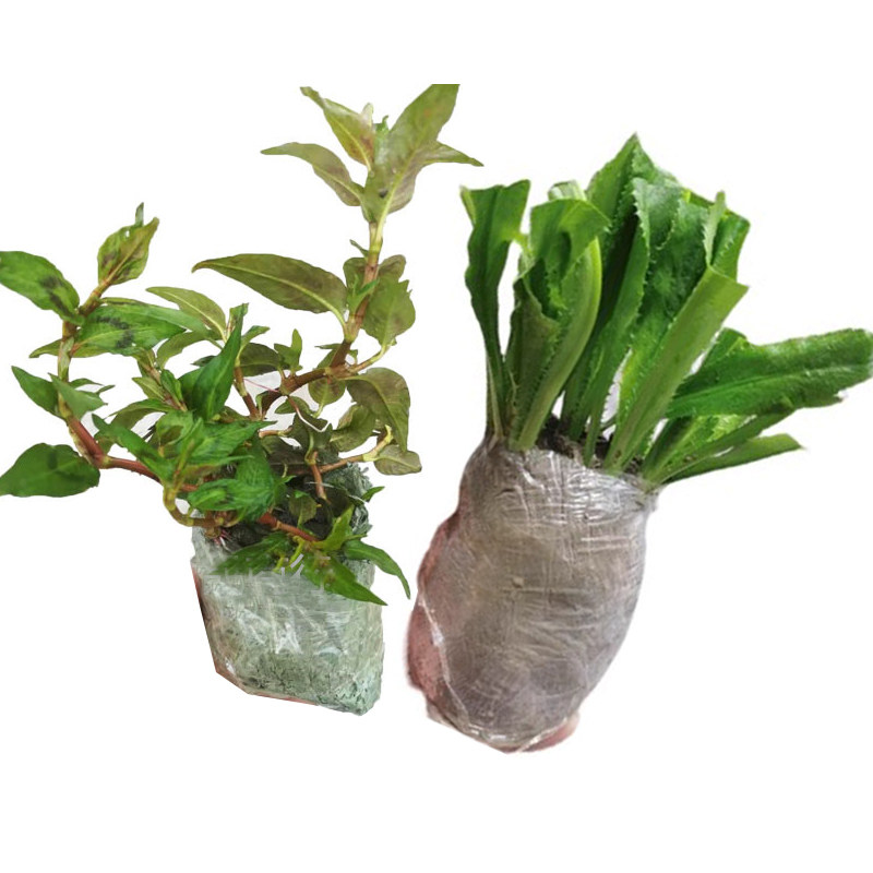 鱼生菜苗越南香菜组合苗盆栽苗刺芫荽刺芹云南泰国香菜香草香柳料