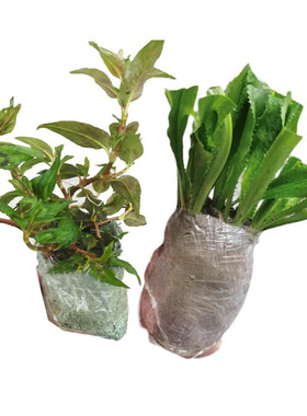 鱼生草组合种植盆栽苗鱼生菜鱼香