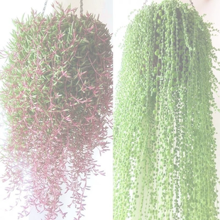 佛珠吊兰盆栽垂吊植物珍珠吊兰室内包邮情人泪多肉植物紫玄月植物