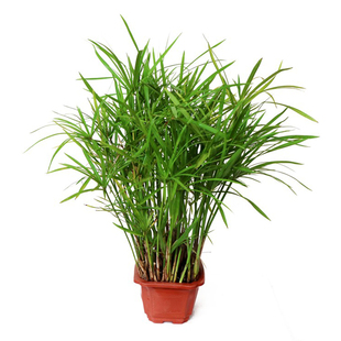 水竹水菖蒲紫芋净化水质挺水植物鱼龟缸造景旱伞草风车草庭院池塘