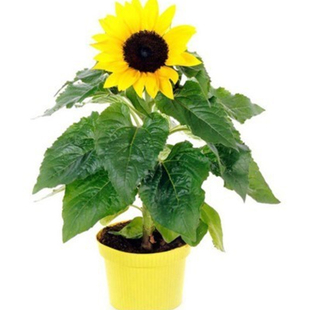 观赏向日葵花种子油葵食用葵花籽孑玩具熊矮盆栽庭院室外花种籽子