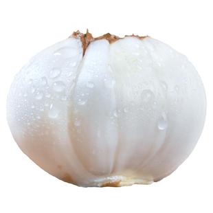 10年生甘肃兰州新挖大个头鲜百合农家食用无硫甜百合500g真空包装