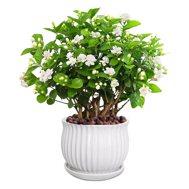 茉莉花苗盆栽带花苞九里香老桩驱蚊水培栀子花卉绿植物室内四季开