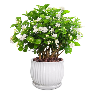 【带花发货】爆盆茉莉花苗盆栽
